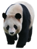 Giant Panda