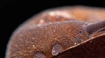 Velvet Worm