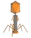 Bacteriophage