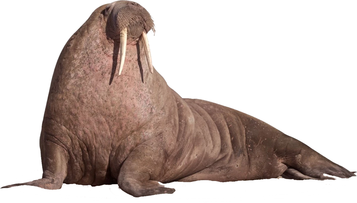 Walrus | VS Battles Wiki | Fandom