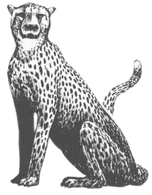 Cheetah