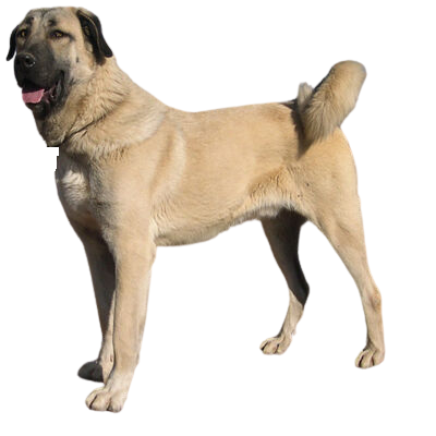 at what age is a kangal shepherd dog full grown