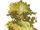 Dryad (Dungeons and Dragons)