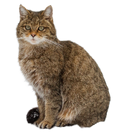 Wildcat