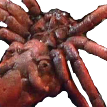 Garoga Spider