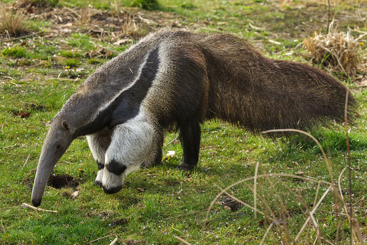 giant anteater attack