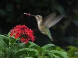 Hummingbird