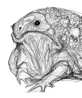 Catachan Barking Toad