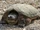 Common Snapping Turtle