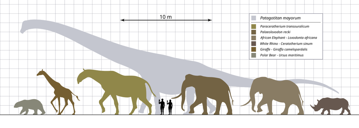 paraceratherium vs elephant