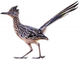 Greater Roadrunner
