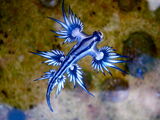 Blue Glaucus