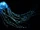 Australian Box Jellyfish