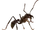 Bullet Ant