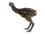 Moa