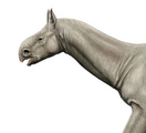 Paraceratherium