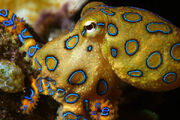 Blue Ringed Octopus