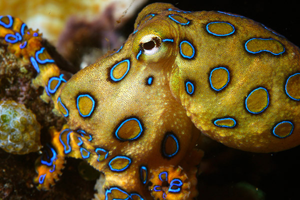 blue ringed octopus attack