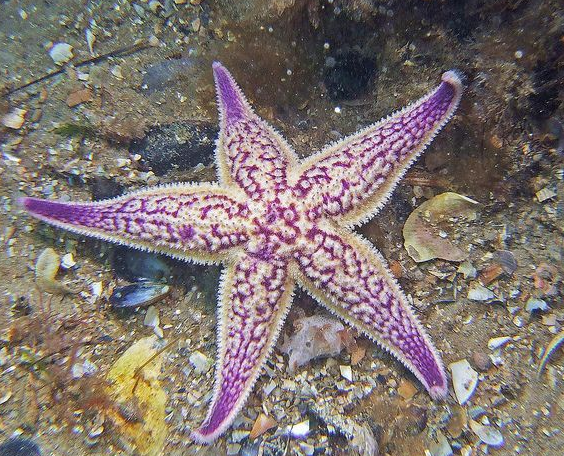 Northern Pacific Sea Star Vs Battles Wiki Fandom