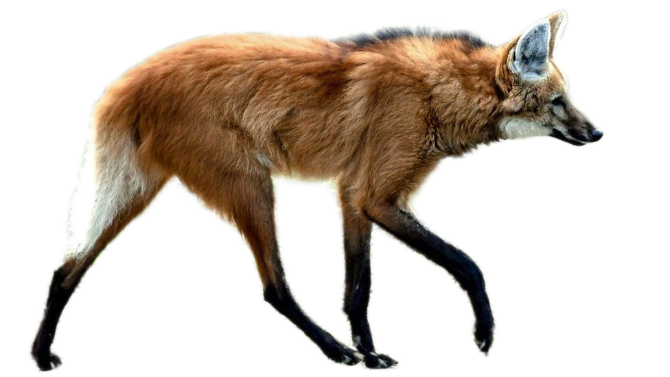 How is Clarissa the maned wolf girl, guys?? Is she a good or an