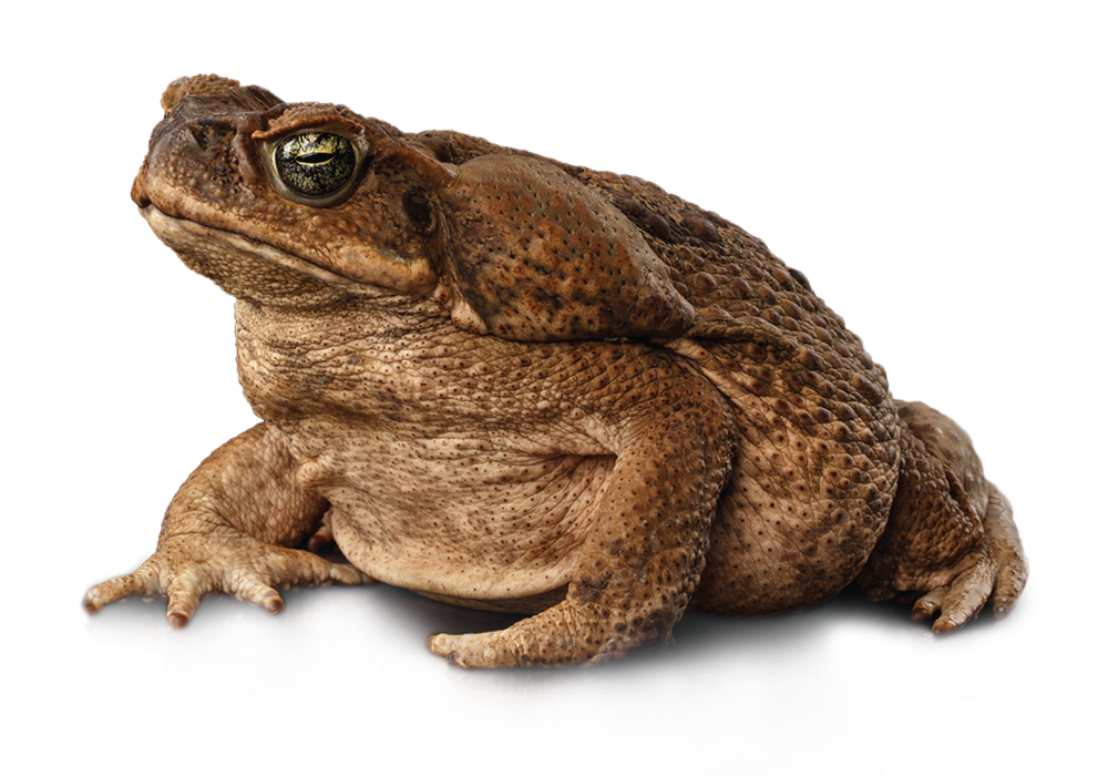 Cane Toad VS Battles Wiki Fandom