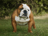 Bulldog