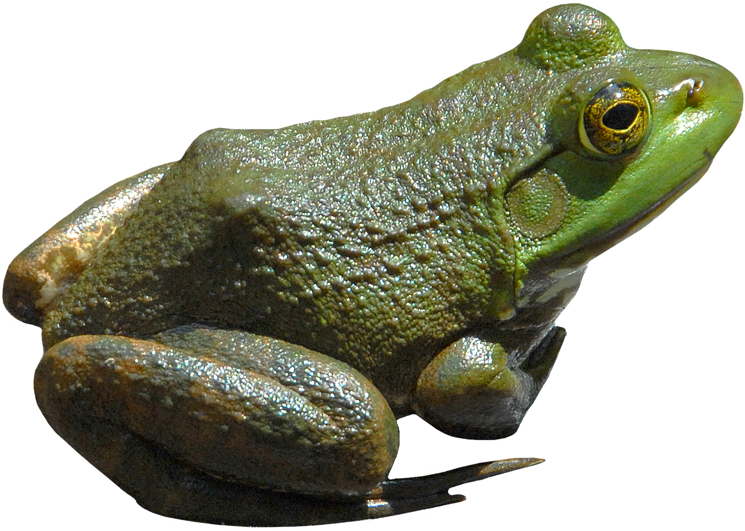 Amazon.com: Transparent Giant American Bullfrog Educational