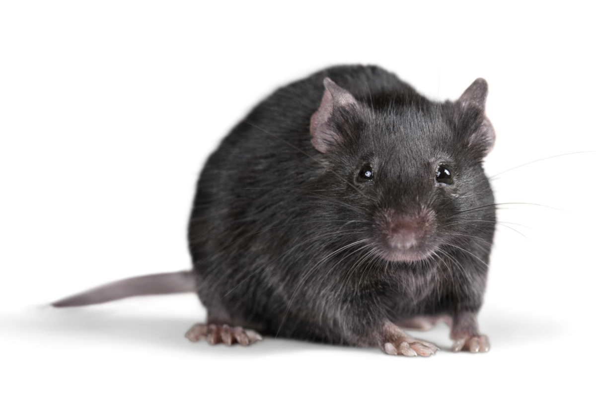 Rat - Wikipedia