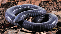 Ringed Caecilian