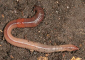 Common Earthworm