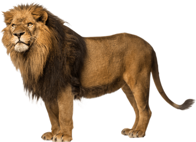 Lion (Real World), VS Battles Wiki