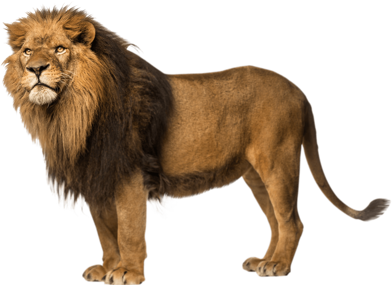 Lion - Wikipedia