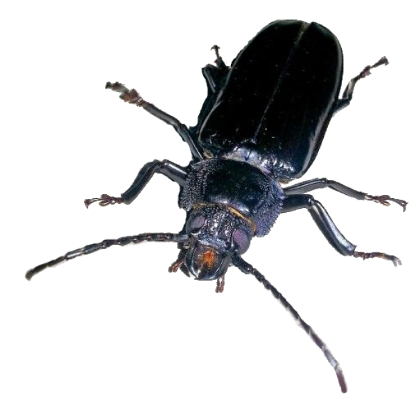 titan beetle flying