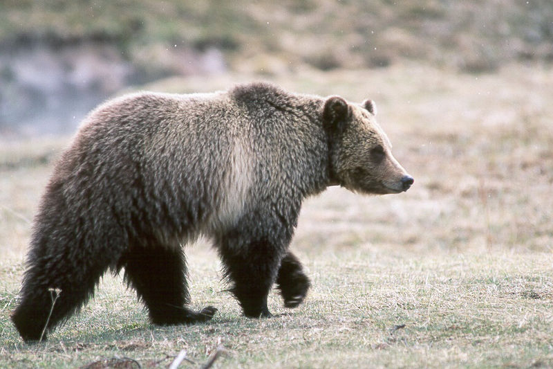 Types of Bears - Bears (U.S. National Park Service)