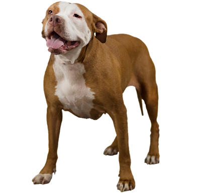 Pit bull - Wikipedia