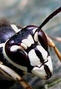 Bald-Faced Hornet