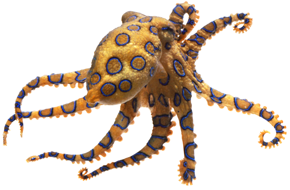 Blue Ringed Octopus VS Battles Wiki Fandom