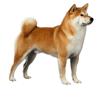 Shiba Inu  The Fandom Post