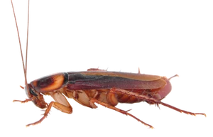Americancockroach