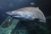 Sand Tiger Shark