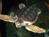 Loggerhead Sea Turtle