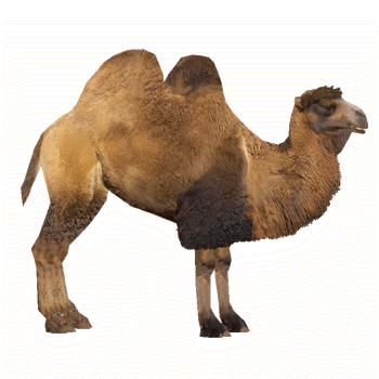 camelcamelcamel - kingphenix 웨지 카시트 쿠션: 자동차 시트 운전자용 메모리 폼 트럭 시트 쿠션 - 좌골 신경통  및 허리 통증 완화 - 운전의 편안함 향상