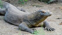 Komodo Dragon