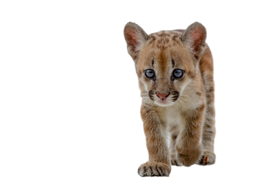 Category:Puma concolor - Wikimedia Commons