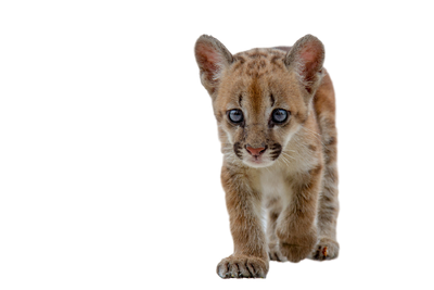 Puma Concolor | VS Battles Wiki | Fandom Puma Concolor | VS Battles Wiki | Fandom