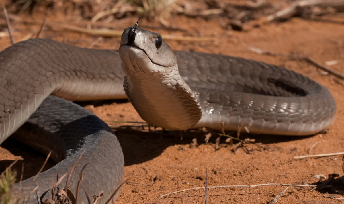 Eastern green mamba - Wikipedia