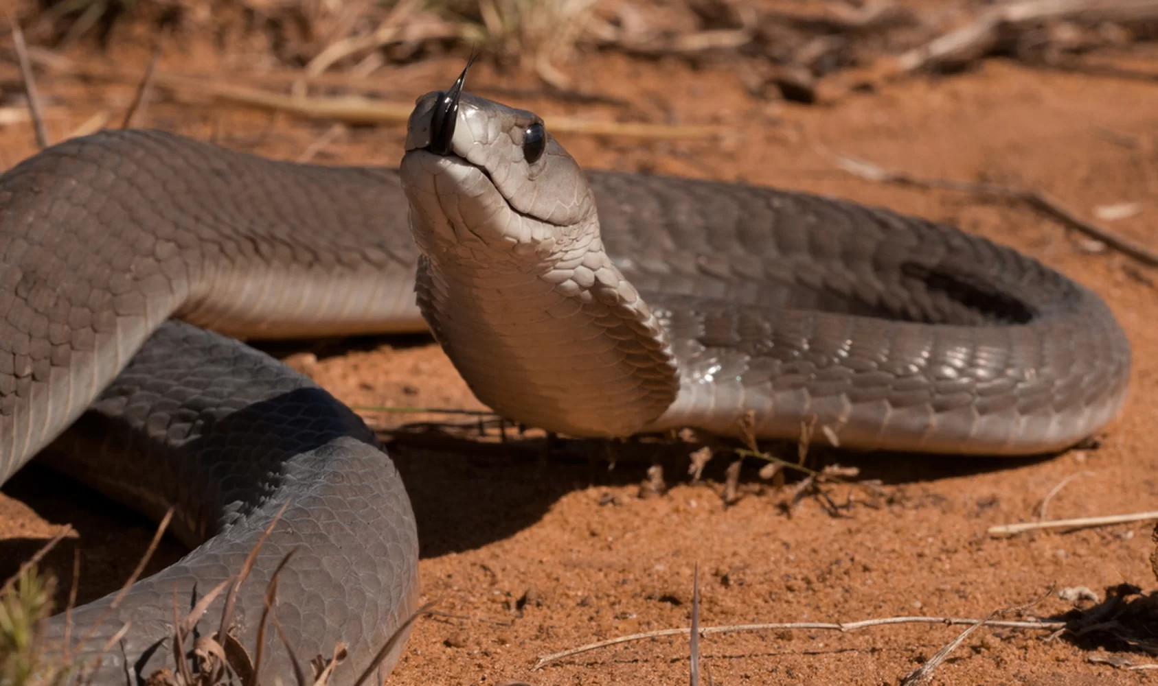 Http mamba. Ядовитая змея черная мамба. Чёрная мамба Dendroaspis polylepis. Африканская черная мамба. Мулга змея.