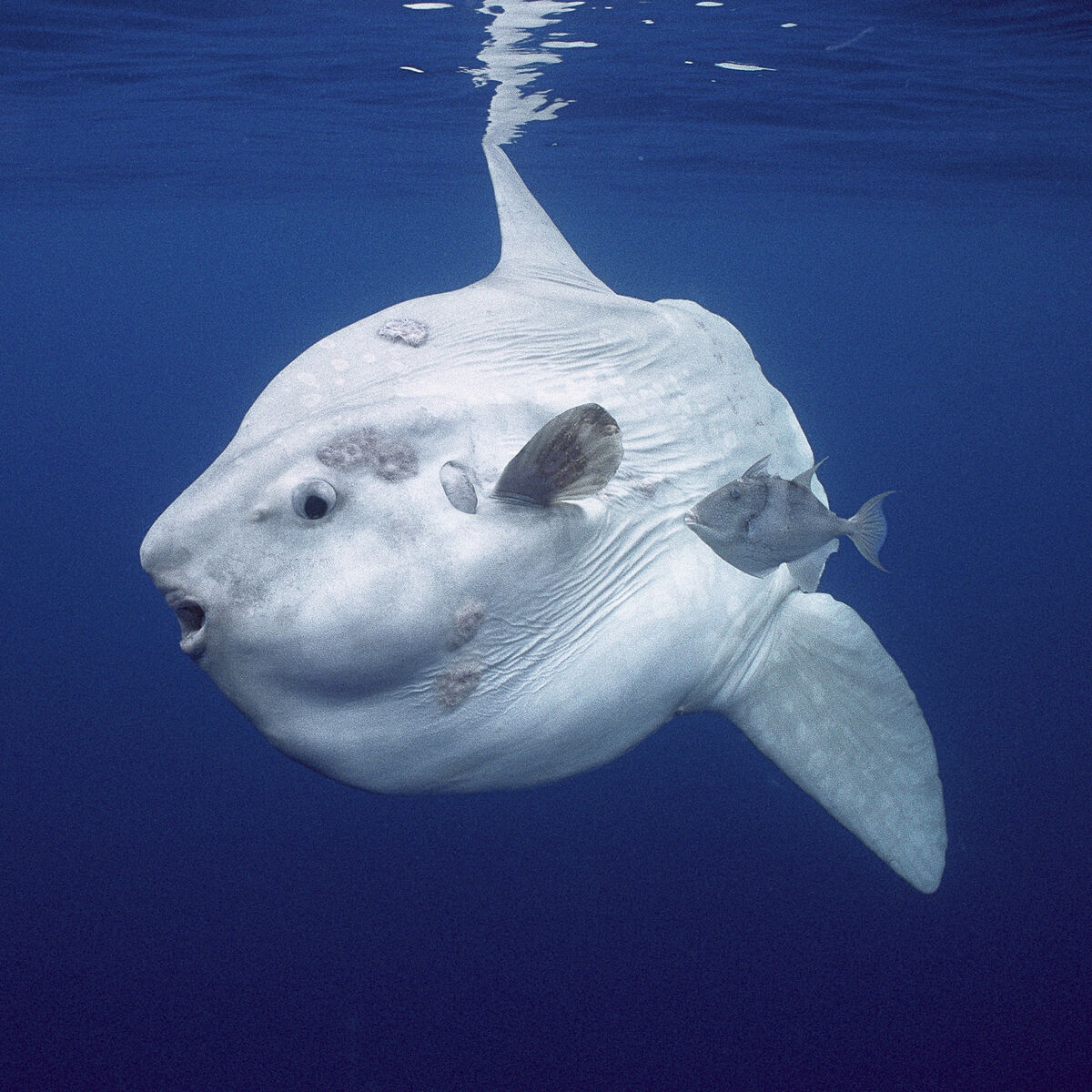 Ocean Sunfish, VS Battles Wiki