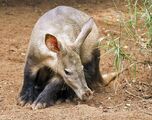 Aardvark