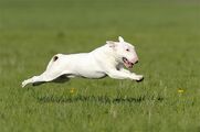 Bull Terrier